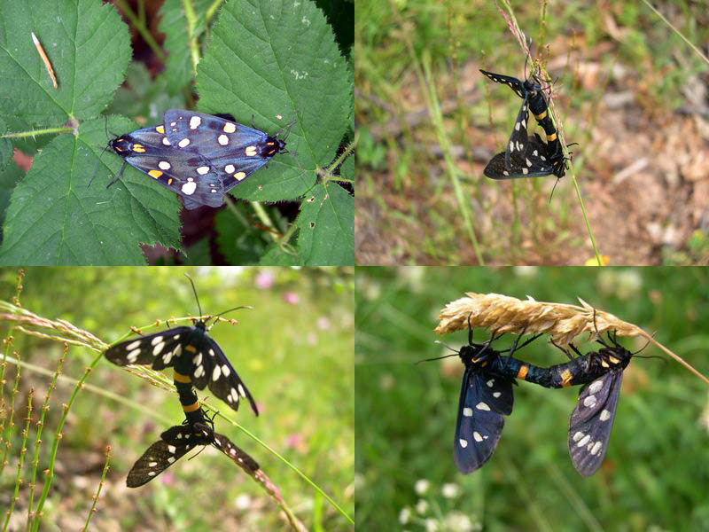 Amata phegea